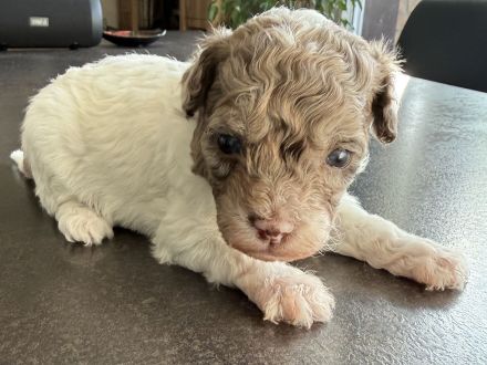 Bezaubernde Welpen aus Bolonka zwetna - Toypudel