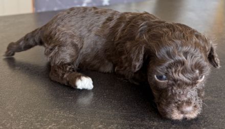 Bezaubernde Welpen aus Bolonka zwetna - Toypudel