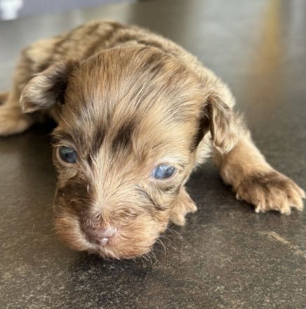 Bezaubernde Welpen aus Bolonka zwetna - Toypudel