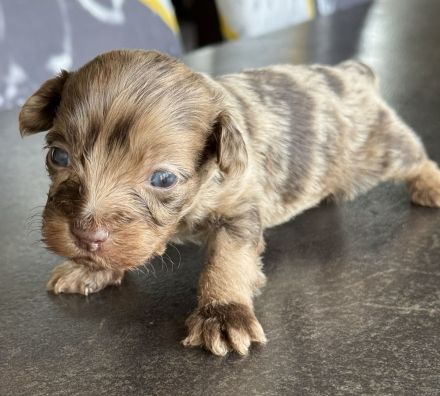 Bezaubernde Welpen aus Bolonka zwetna - Toypudel