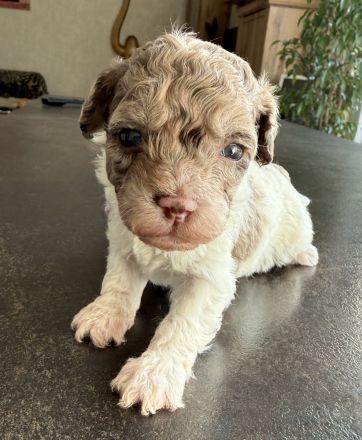 Bezaubernde Welpen aus Bolonka zwetna - Toypudel