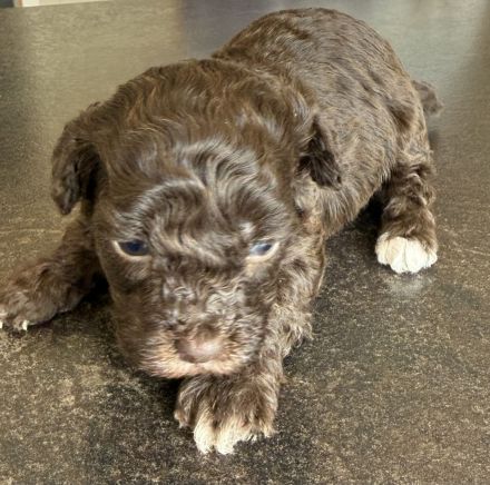 Bezaubernde Welpen aus Bolonka zwetna - Toypudel