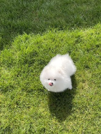 Pomeranian (Zwergspitz) Rüden – weiß & weiß-creme – top Abstammung