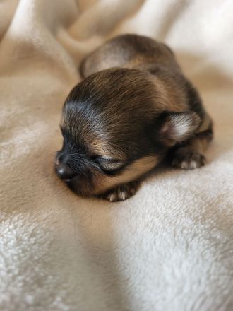 Süße langhaar Chihuahua