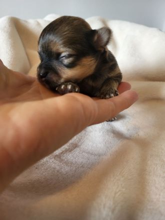 Süße langhaar Chihuahua