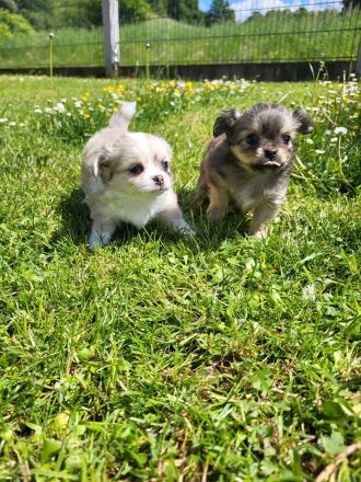 Süße langhaar Chihuahua