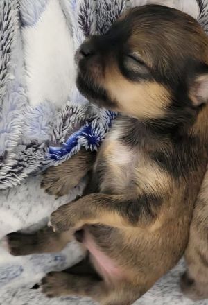 Süße langhaar Chihuahua