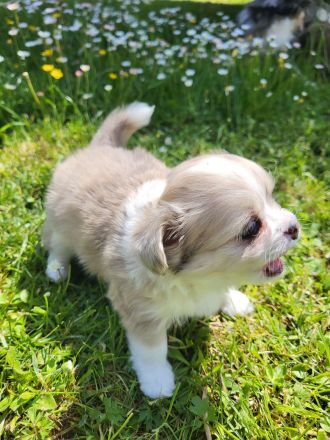Süße langhaar Chihuahua