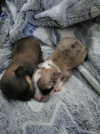 Süße langhaar Chihuahua