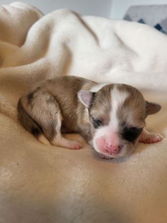 Süße langhaar Chihuahua