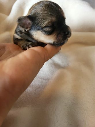 Süße langhaar Chihuahua