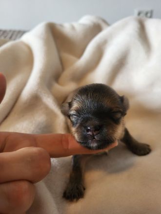 Süße langhaar Chihuahua