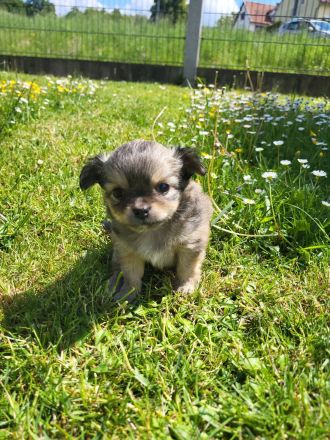 Süße langhaar Chihuahua