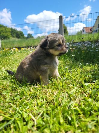 Süße langhaar Chihuahua