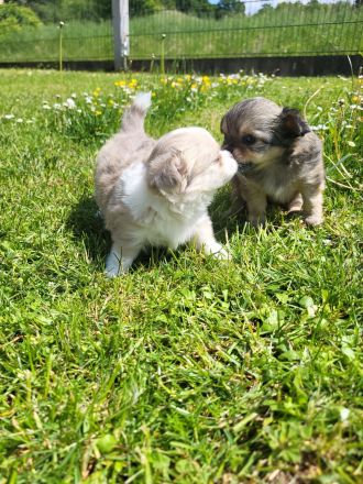 Süße langhaar Chihuahua