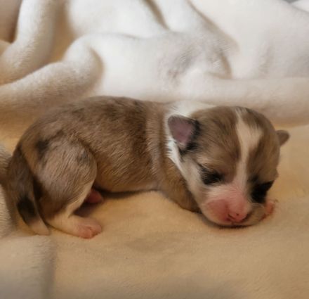 Süße langhaar Chihuahua