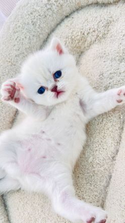 Reinrassige BKH Katzen, Kitten, Abgabe ab 18.06.