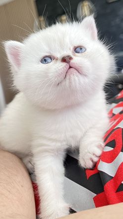 Reinrassige BKH Katzen, Kitten, Abgabe ab 18.06.
