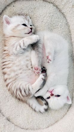Reinrassige BKH Katzen, Kitten, Abgabe ab 18.06.