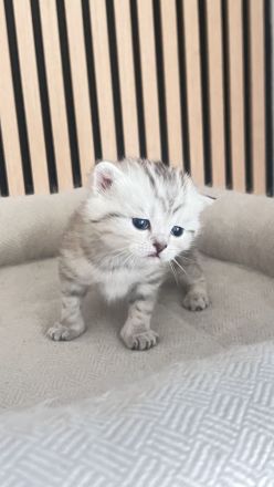 Reinrassige BKH Katzen, Kitten, Abgabe ab 18.06.