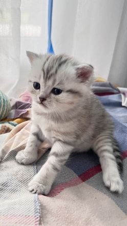 Reinrassige BKH Katzen, Kitten, Abgabe ab 18.06.