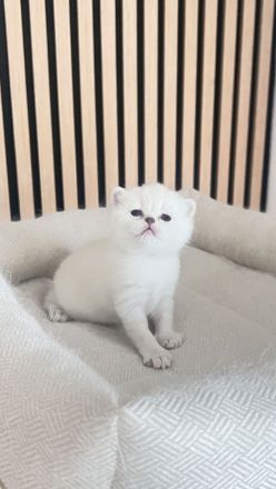 Reinrassige BKH Katzen, Kitten, Abgabe ab 18.06.
