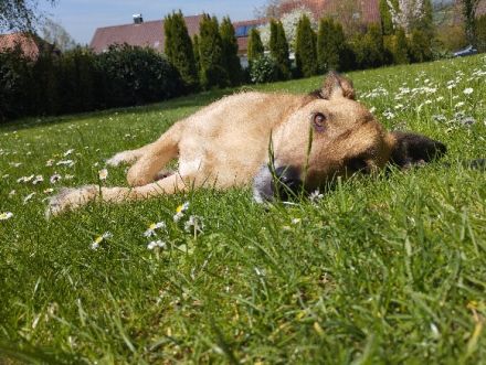 Liebevoller und Loyaler Hund sucht sein Zuhause