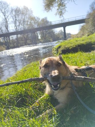 Liebevoller und Loyaler Hund sucht sein Zuhause