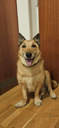 Liebevoller und Loyaler Hund sucht sein Zuhause