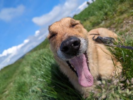 Liebevoller und Loyaler Hund sucht sein Zuhause