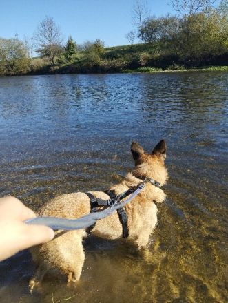 Liebevoller und Loyaler Hund sucht sein Zuhause