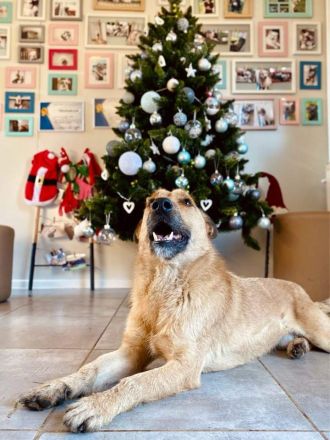 Liebevoller und Loyaler Hund sucht sein Zuhause