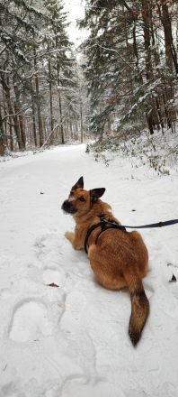 Liebevoller und Loyaler Hund sucht sein Zuhause