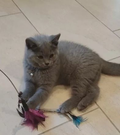 BKH Kitten-Blau Abgabebereit