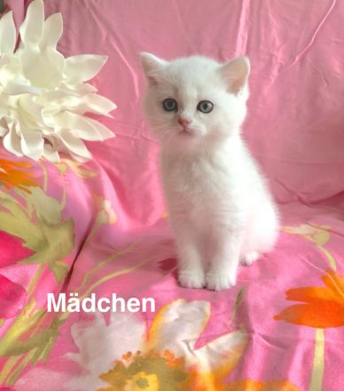 BKH Chinchilla 2 Katzenbabys mit Stammbaum.