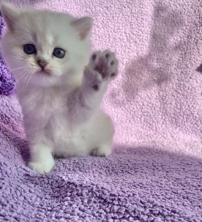 BKH Chinchilla 2 Katzenbabys mit Stammbaum.