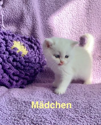 BKH Chinchilla Kitten seltener Farben,1 Weibchen, 1 Männchen