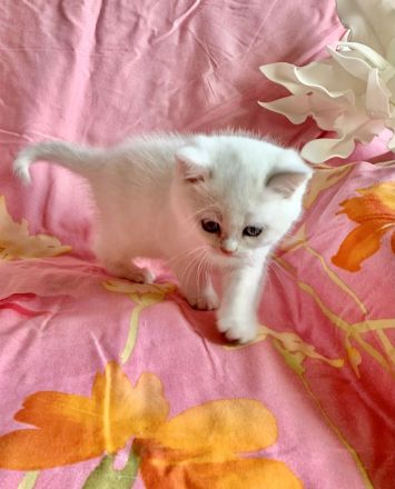 BKH Chinchilla 2 Katzenbabys mit Stammbaum.