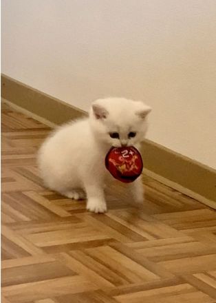 BKH Chinchilla 2 Katzenbabys mit Stammbaum.