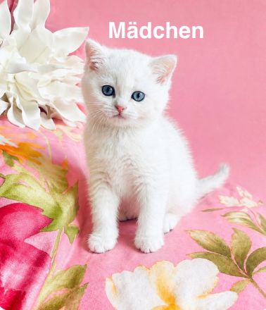 BKH Chinchilla Kitten seltener Farben,1 Weibchen, 1 Männchen
