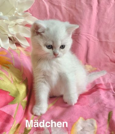 BKH Chinchilla 2 Katzenbabys mit Stammbaum.