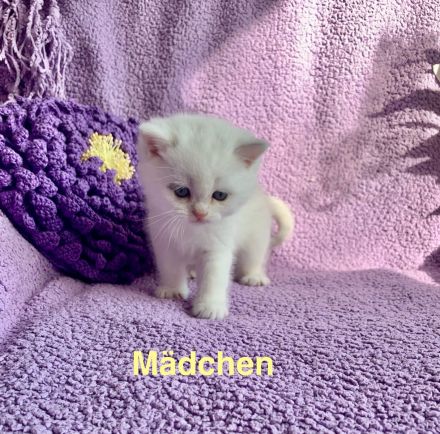 BKH Chinchilla 2 Katzenbabys mit Stammbaum.