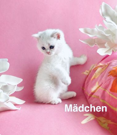 BKH Chinchilla Kitten seltener Farben,1 Weibchen, 1 Männchen