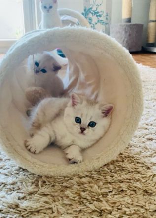 BKH Chinchilla Kitten seltener Farben,1 Weibchen, 1 Männchen