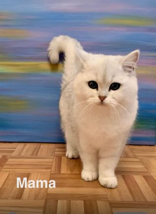 BKH Chinchilla Kitten seltener Farben,1 Weibchen, 1 Männchen