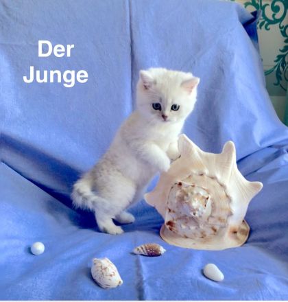 BKH Chinchilla 2 Katzenbabys mit Stammbaum.