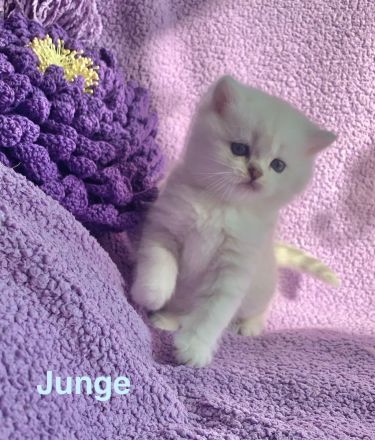 BKH Chinchilla Kitten seltener Farben,1 Weibchen, 1 Männchen