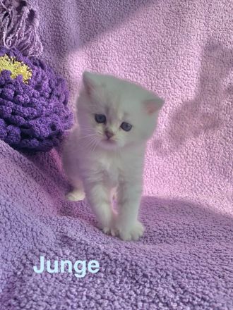 BKH Chinchilla Kitten seltener Farben,1 Weibchen, 1 Männchen