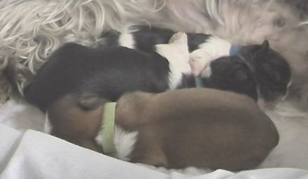 Exklusive Shih Tzu Welpen aus Championlinie von den Regenufer Sweetheart’s