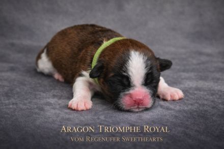 Exklusive Shih Tzu Welpen aus Championlinie von den Regenufer Sweetheart’s